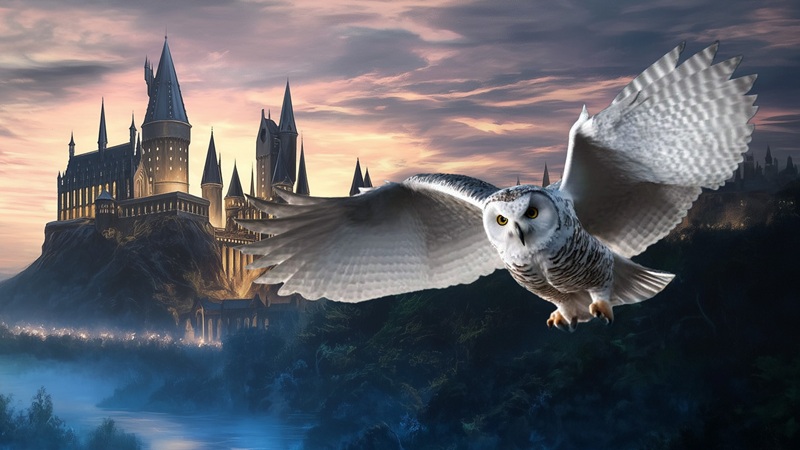 Hedwig Harry Potter new